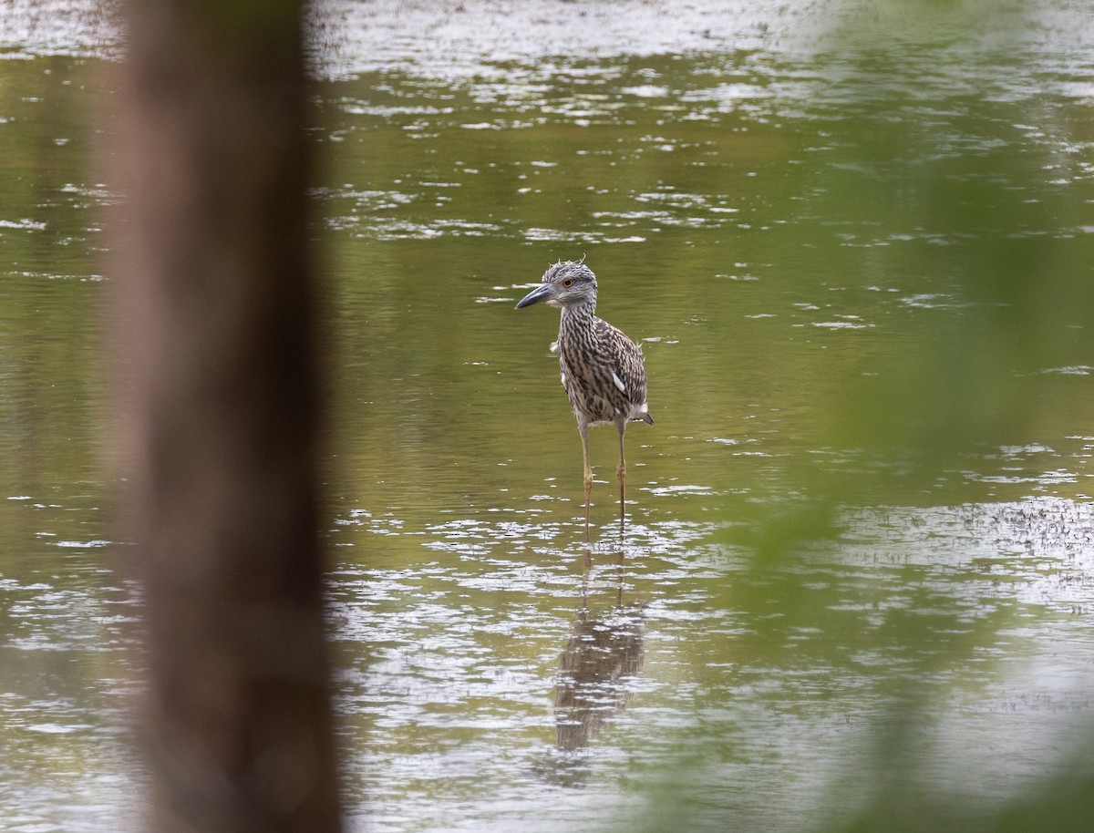 Yellow-crowned Night Heron - ML621973382