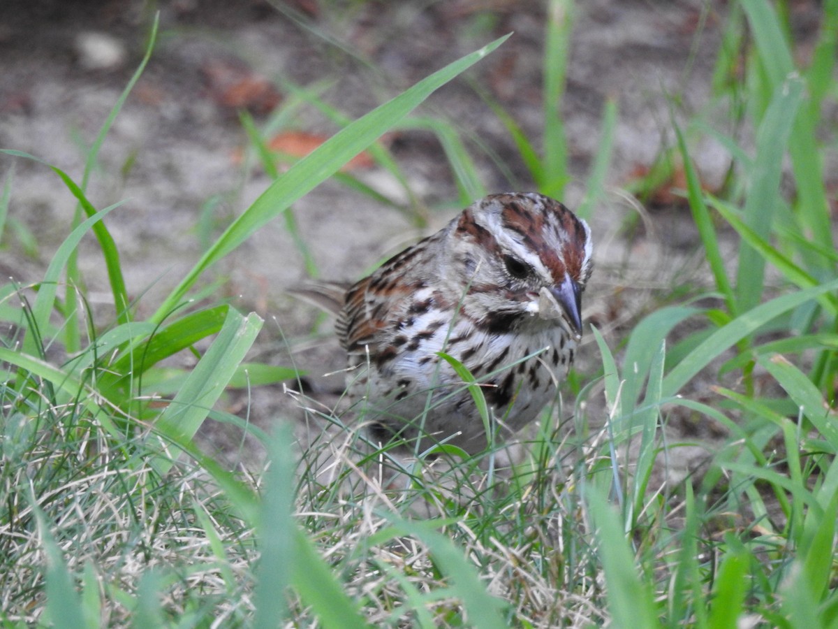 Song Sparrow - ML621973430