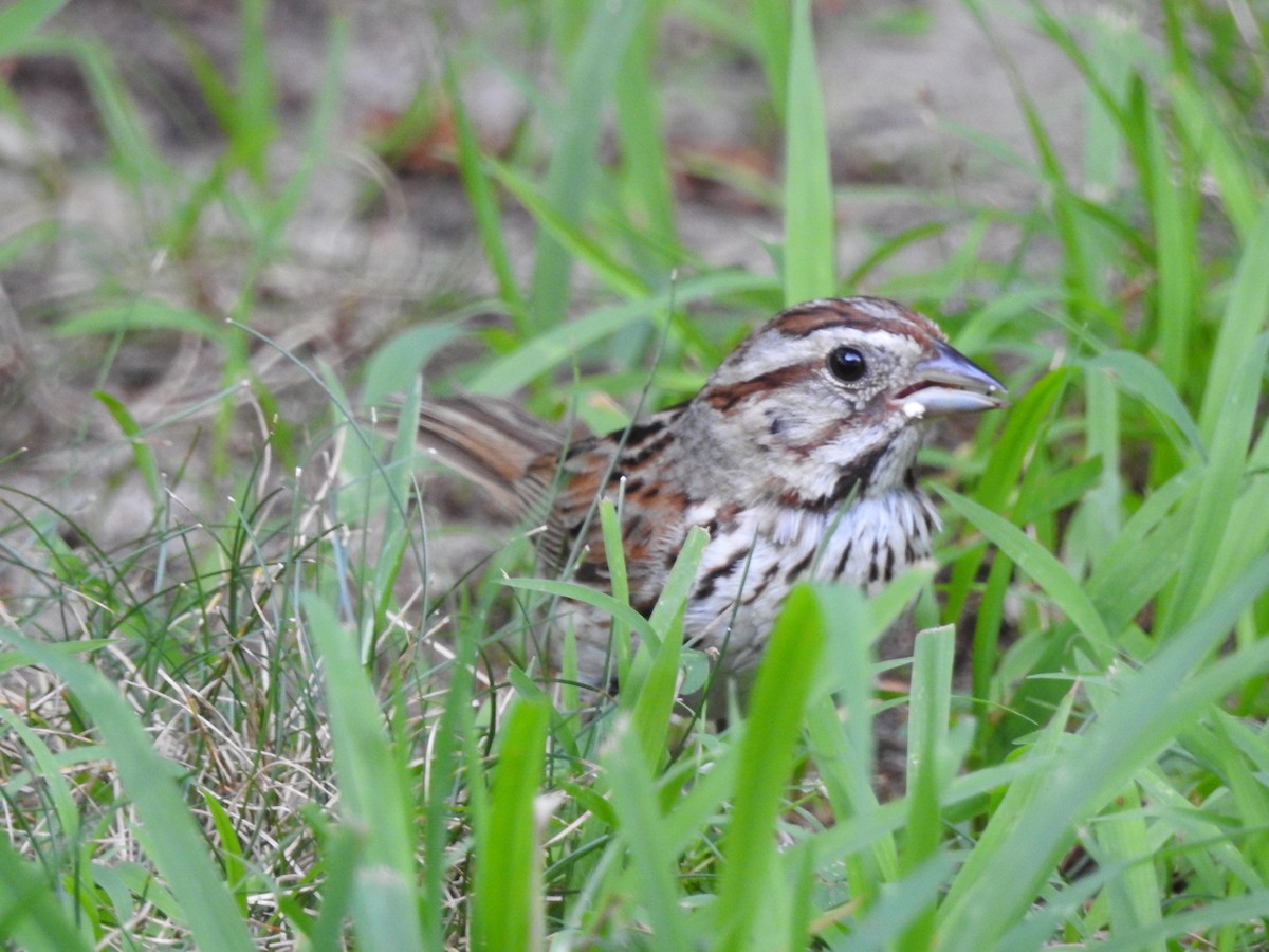 Song Sparrow - ML621973440