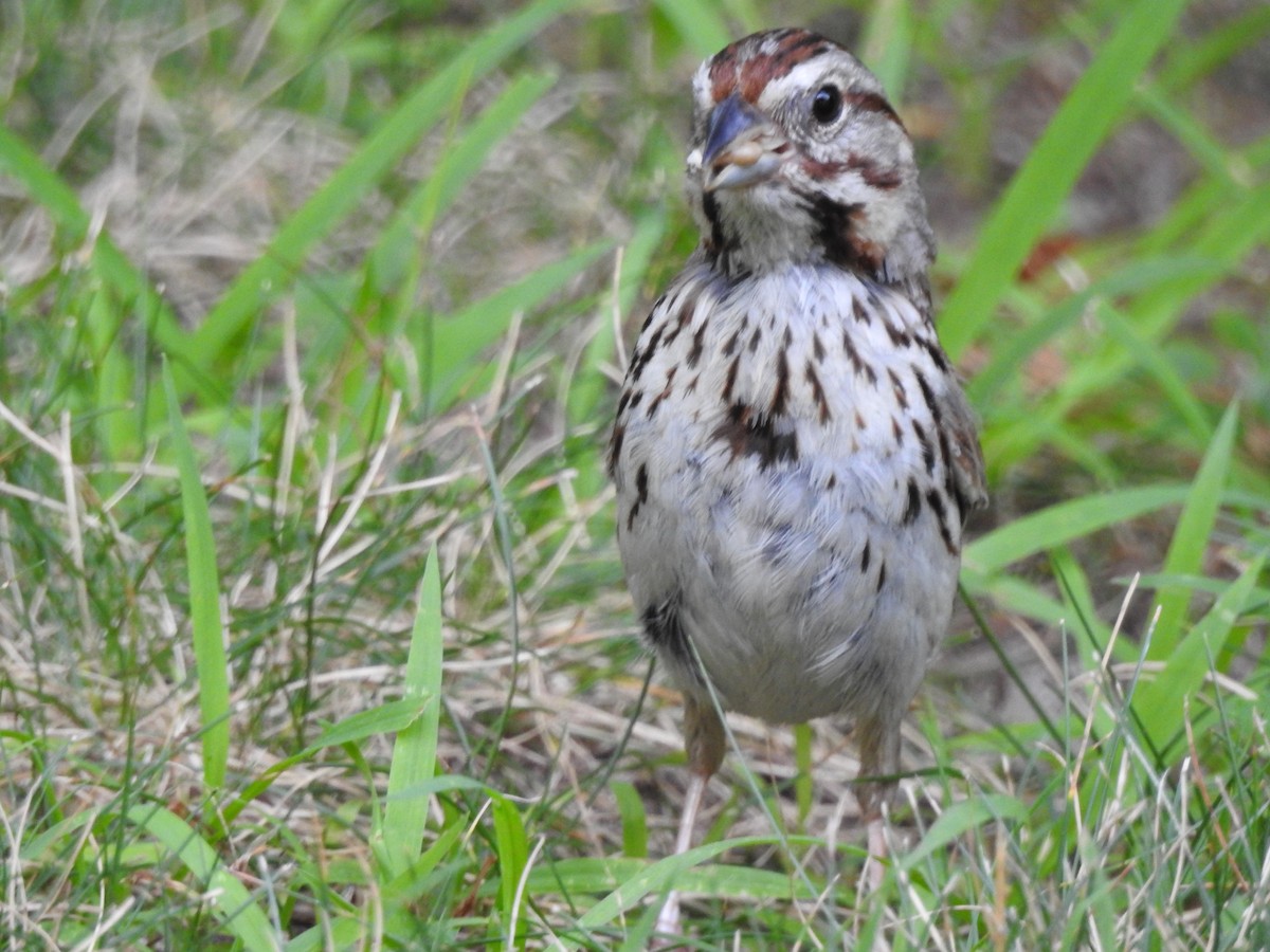 Song Sparrow - ML621973456