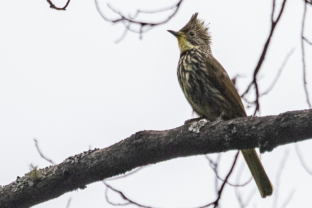 Striated Bulbul - ML621973478