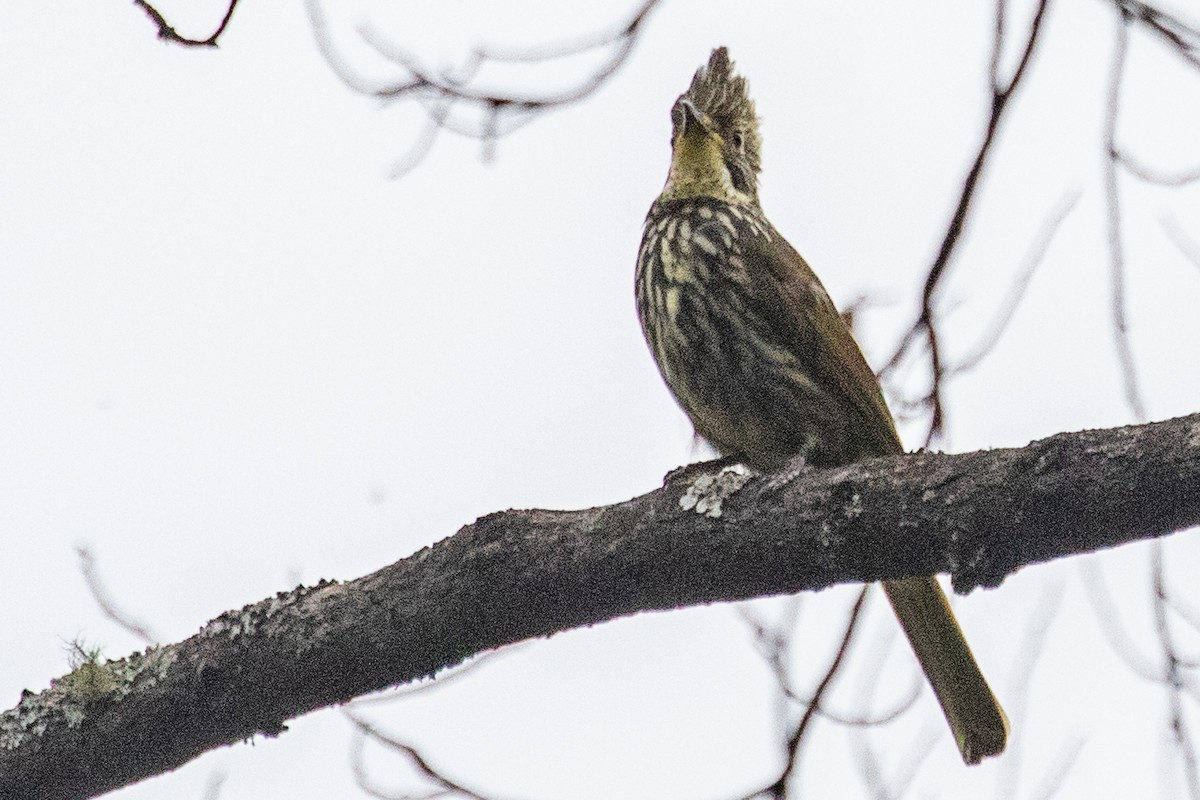 Striated Bulbul - ML621973482