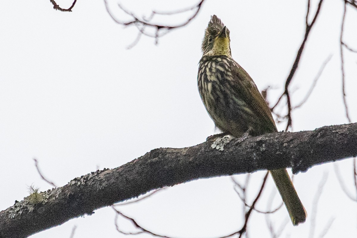 Striated Bulbul - Sue Wright