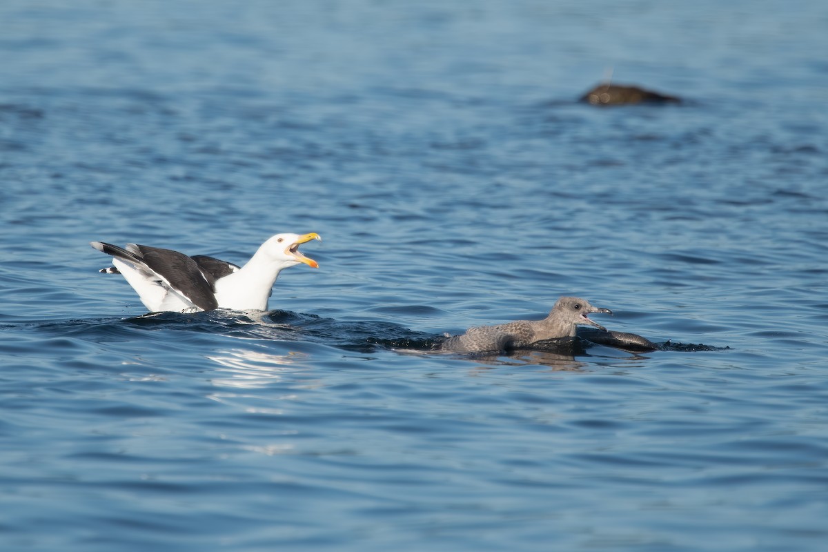 Great Black-backed Gull - Derek Rogers