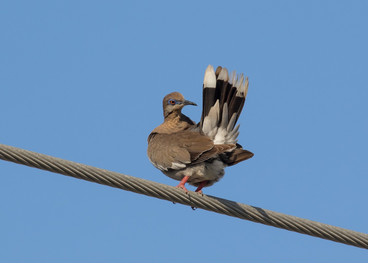 White-winged Dove - ML621973554