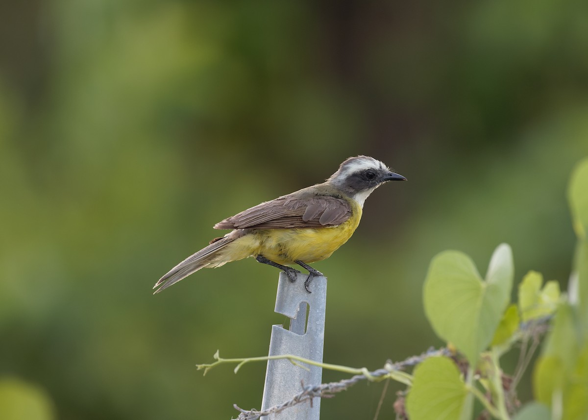 Social Flycatcher - ML621973576