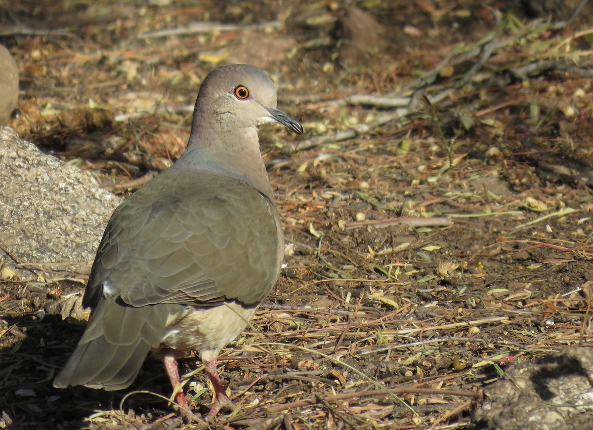 White-tipped Dove - ML621973601