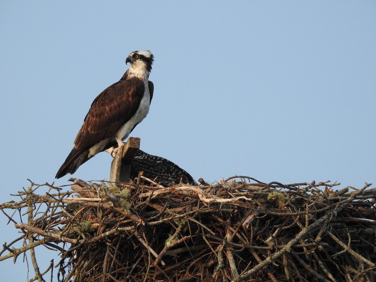 Falco pescatore - ML621973658