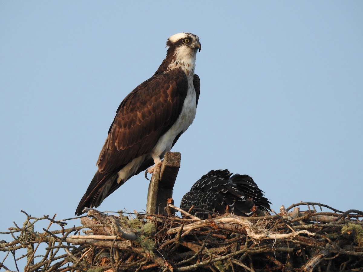 Falco pescatore - ML621973674