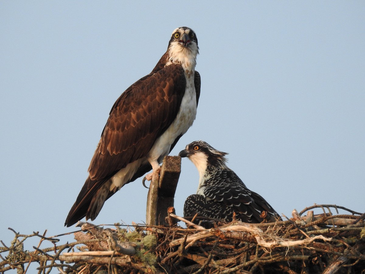 Osprey - Patrick Gearin