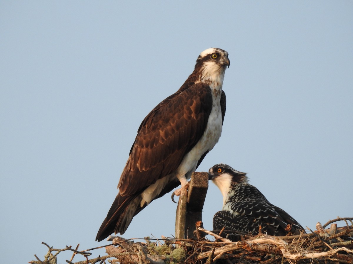 Falco pescatore - ML621973684