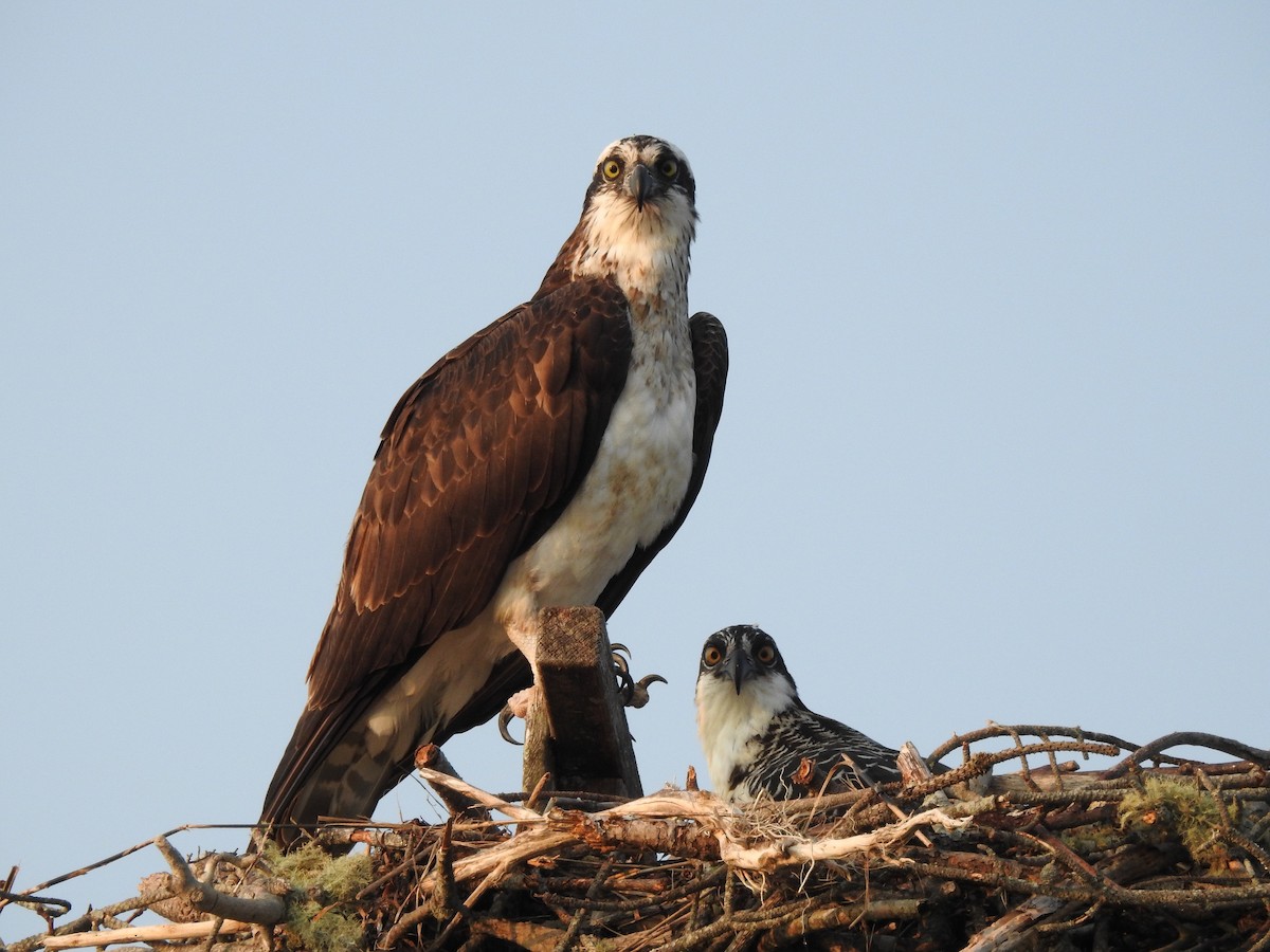 Osprey - Patrick Gearin