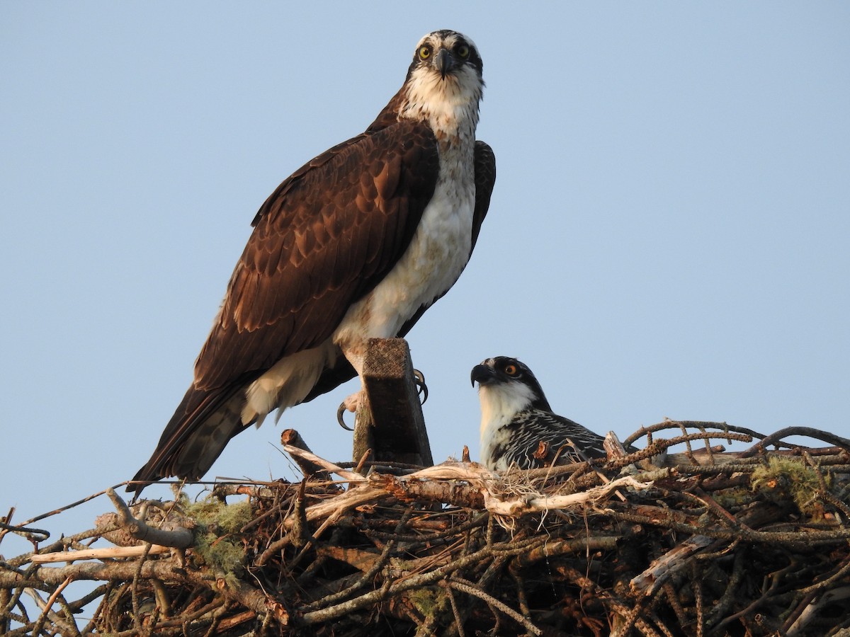 Osprey - Patrick Gearin