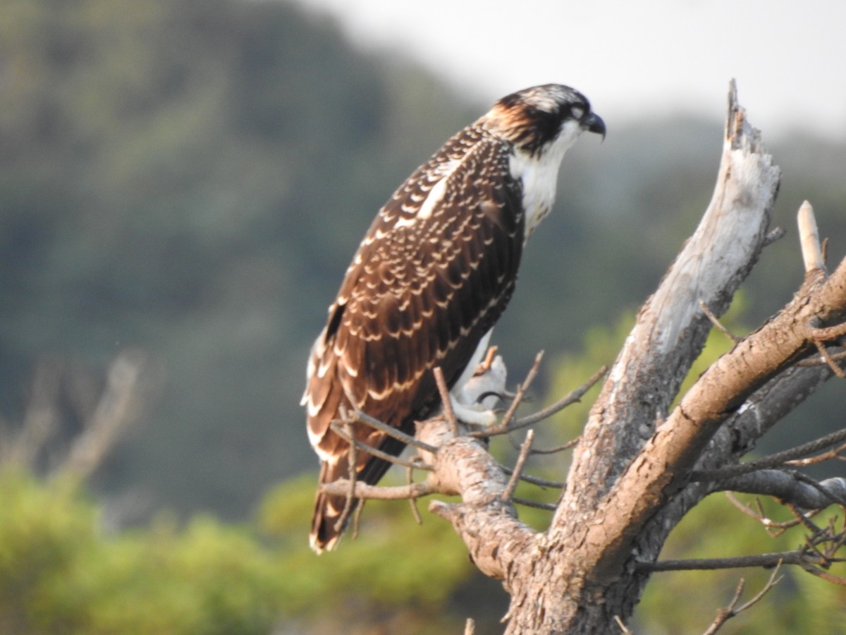 Osprey - Patrick Gearin