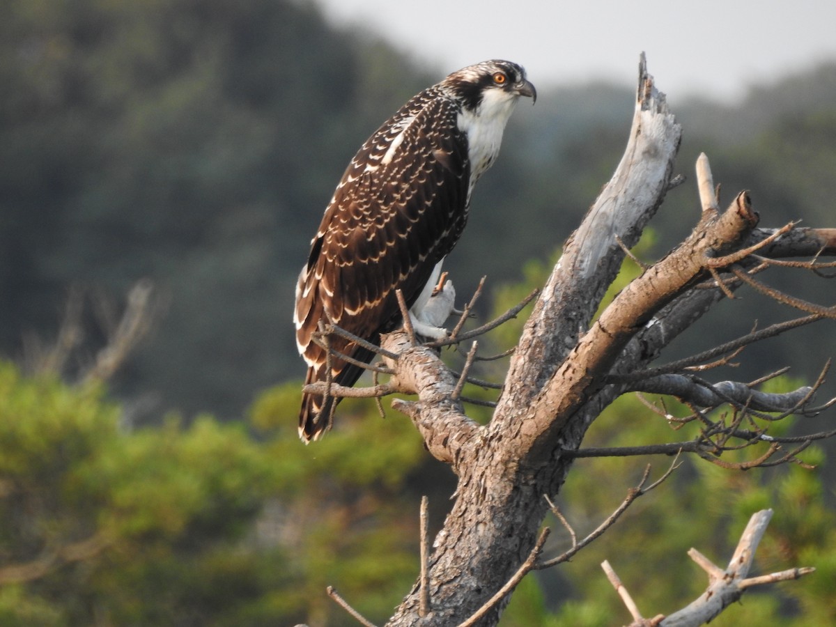 Falco pescatore - ML621973720