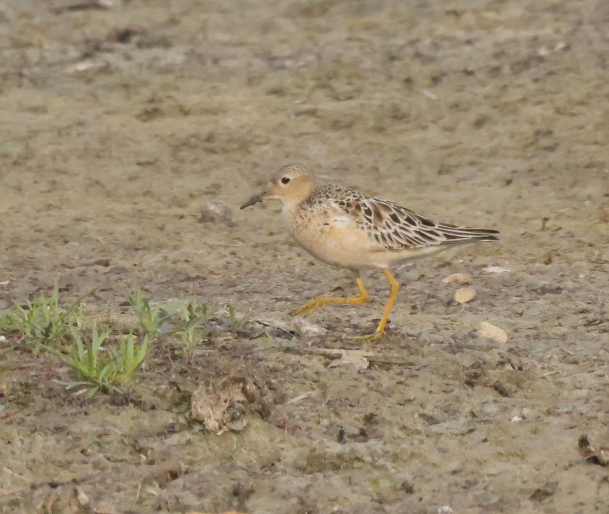 Buff-breasted Sandpiper - ML621973806