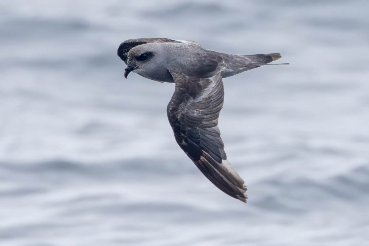 Fork-tailed Storm-Petrel - ML621973820