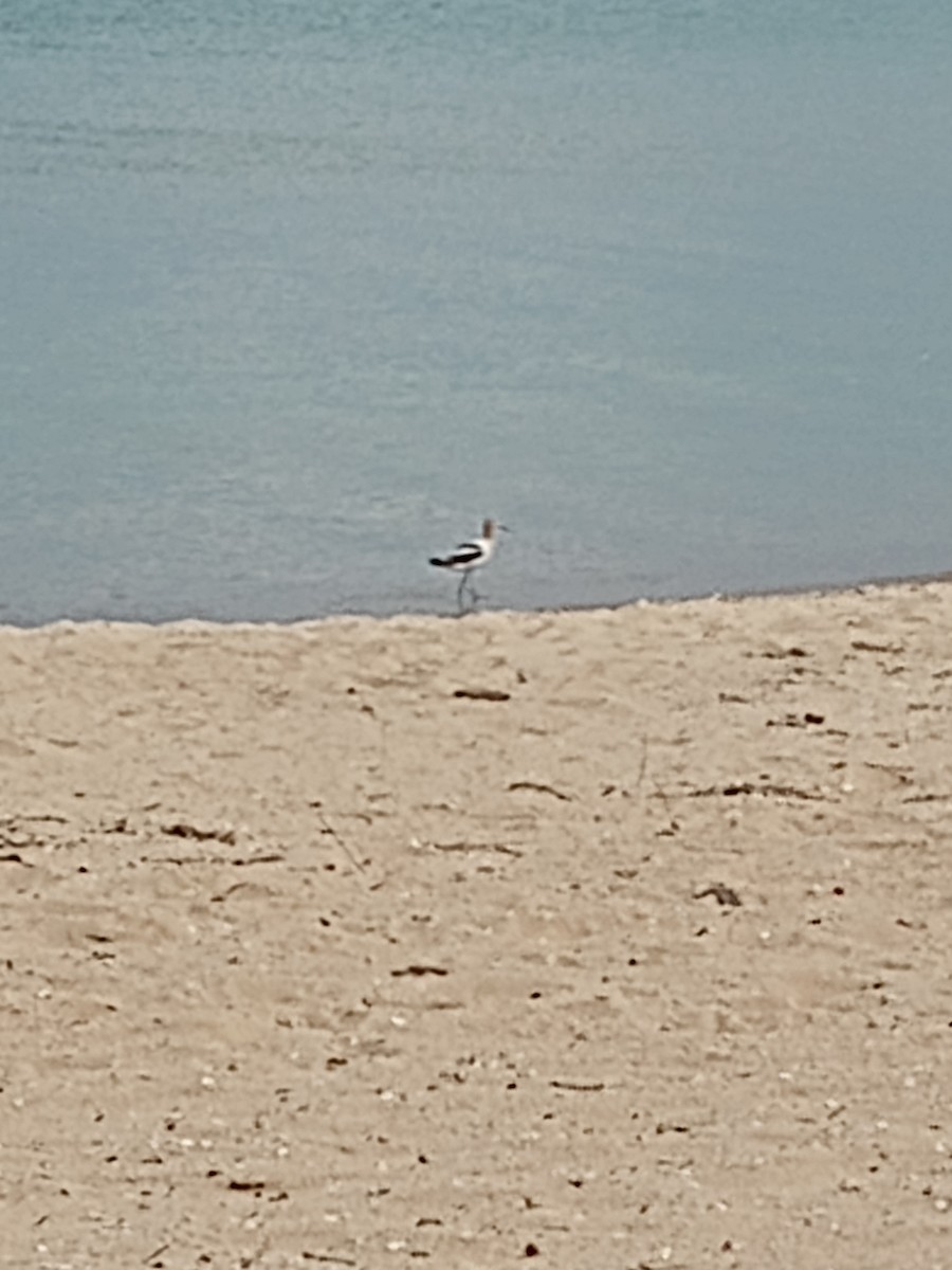 American Avocet - ML621973823