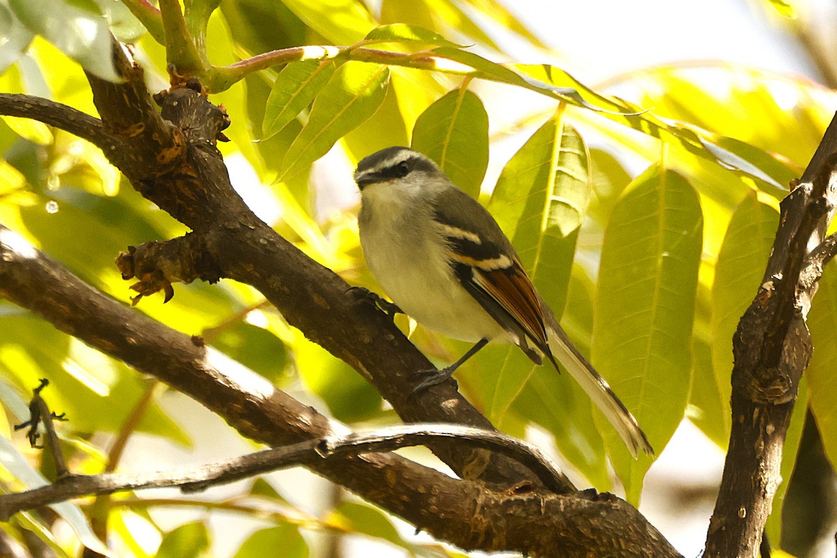 Rufous-winged Tyrannulet - ML621973848