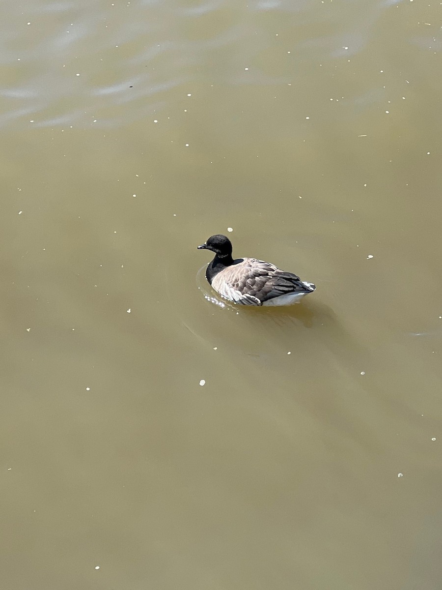 Brant - ML621973868