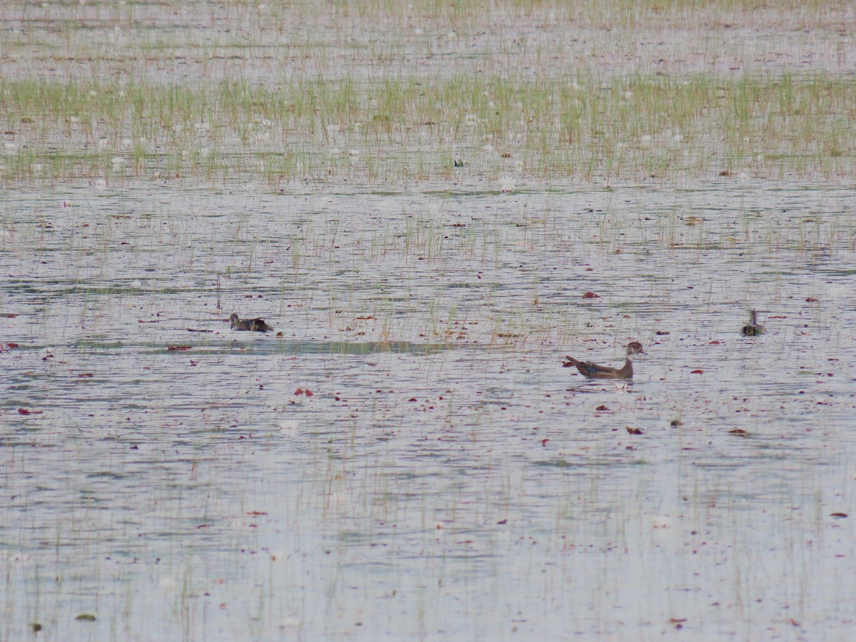 Wood Duck - ML621973910