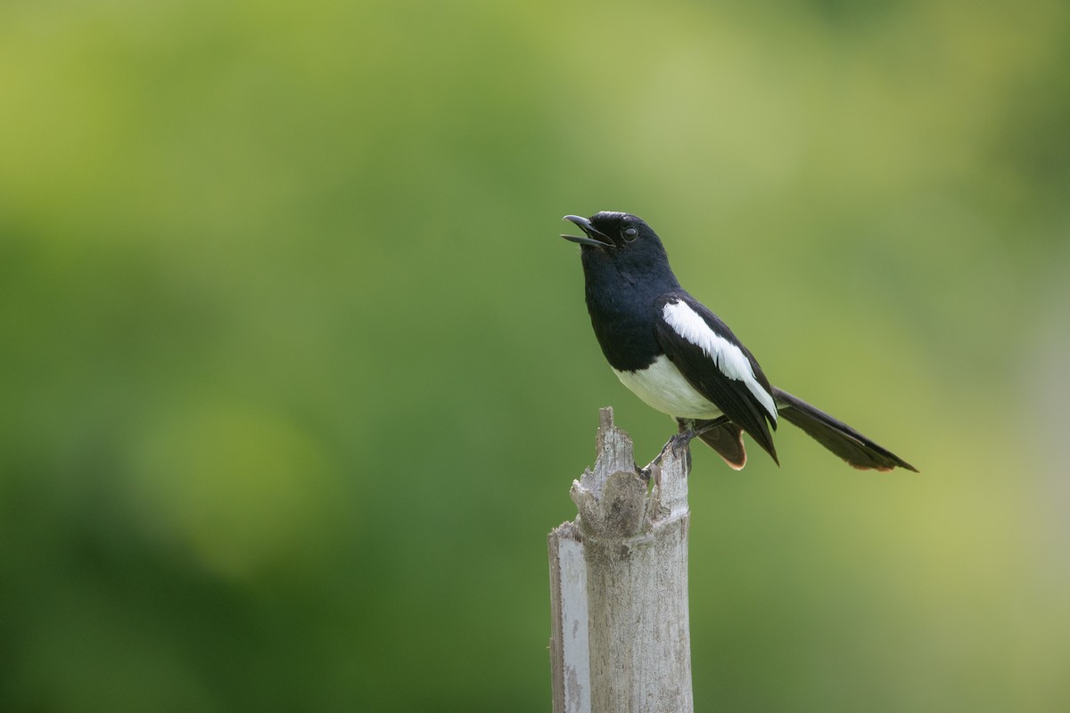 Philippine Magpie-Robin - ML621973918