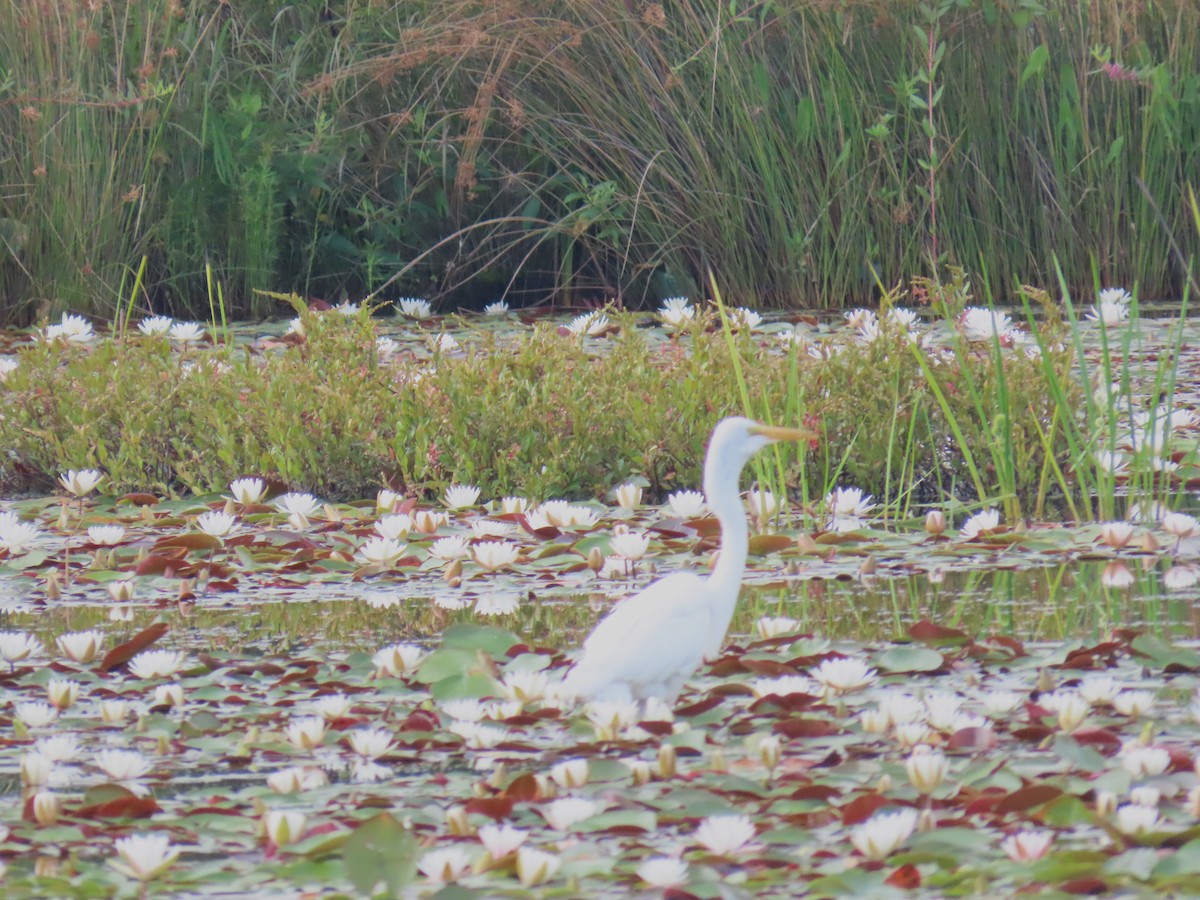 Great Egret - Larry Zirlin