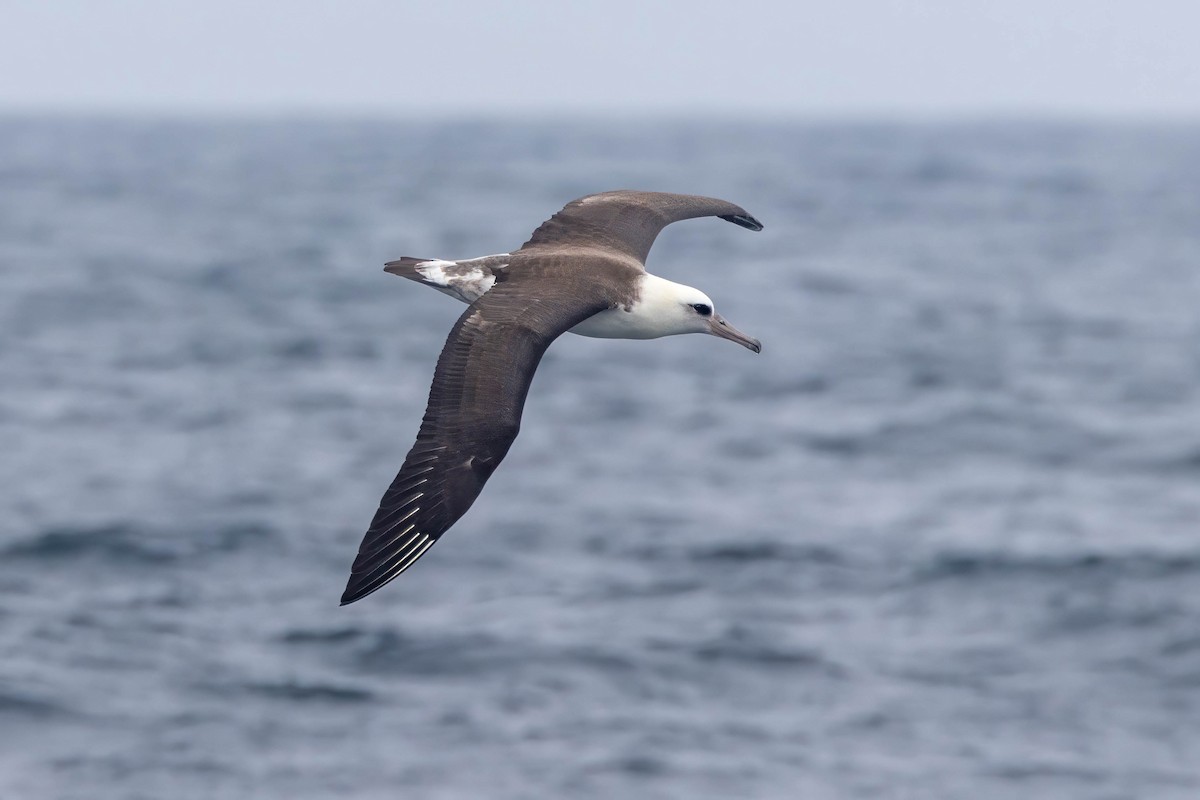 Laysan Albatross - ML621973941