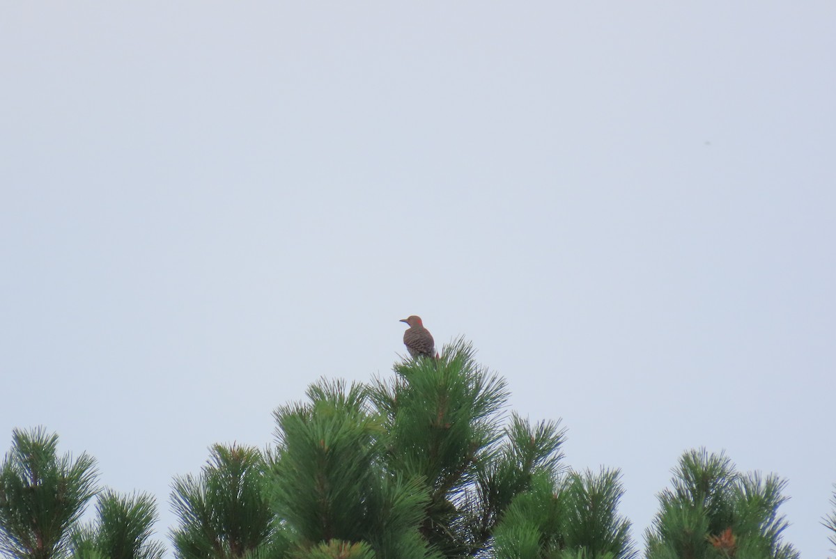 Northern Flicker - ML621973956