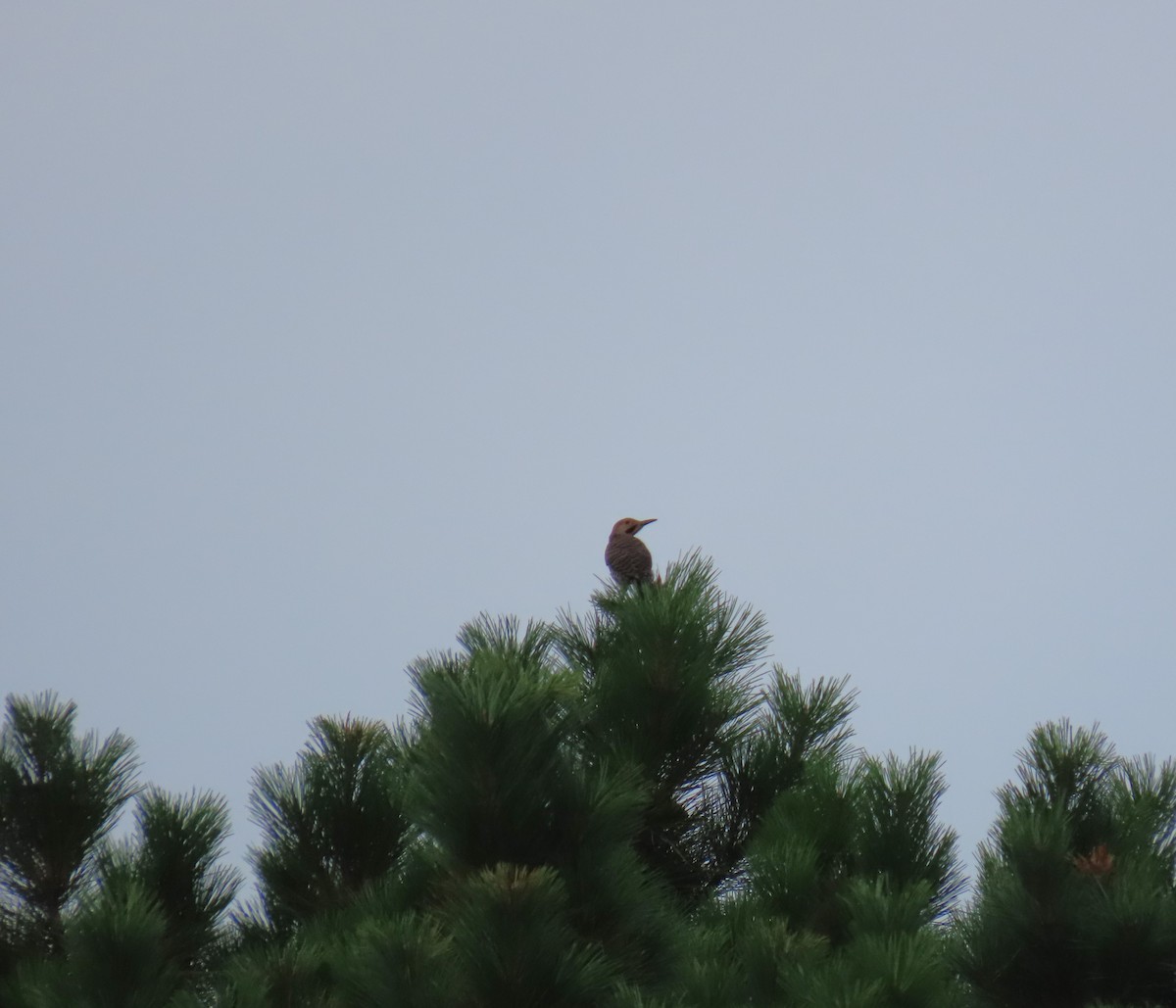 Northern Flicker - ML621973957