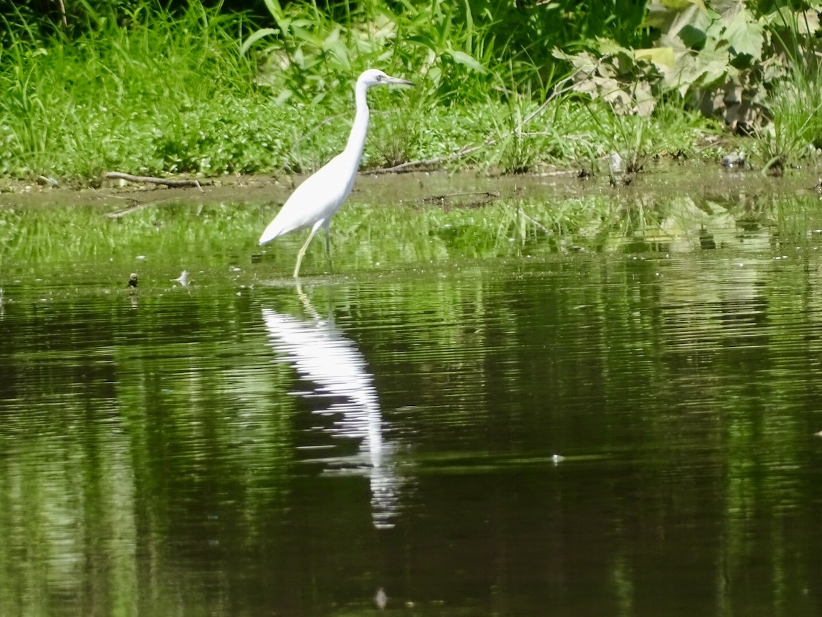 Little Blue Heron - ML621973959