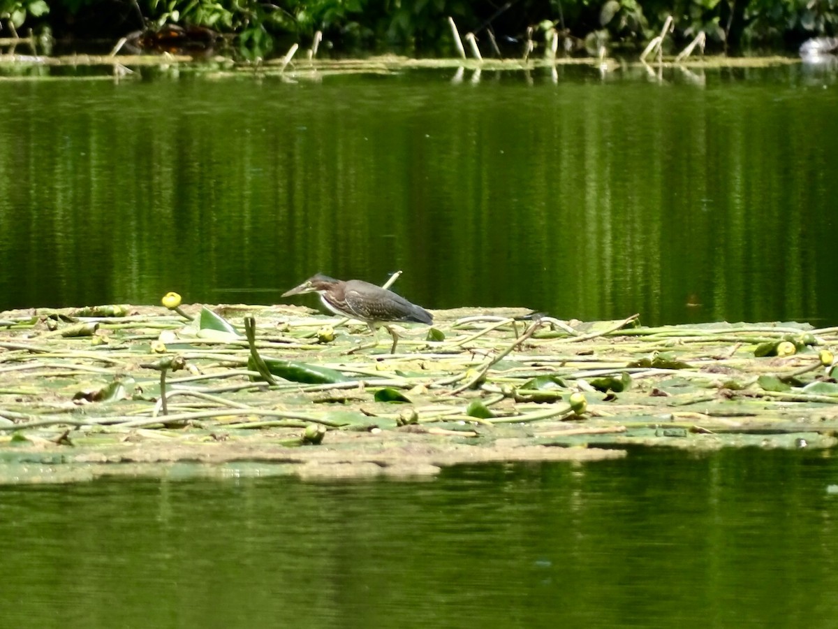Green Heron - ML621973964