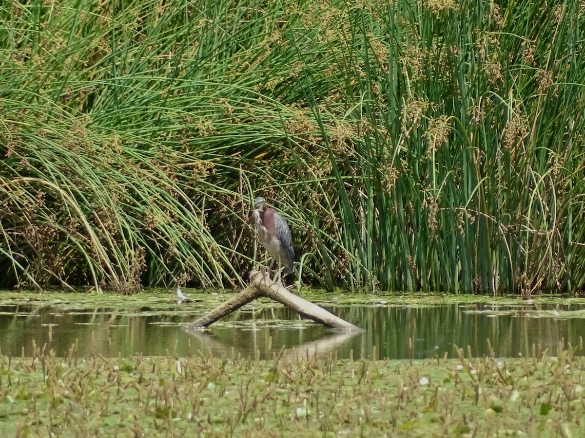 Green Heron - ML621973965