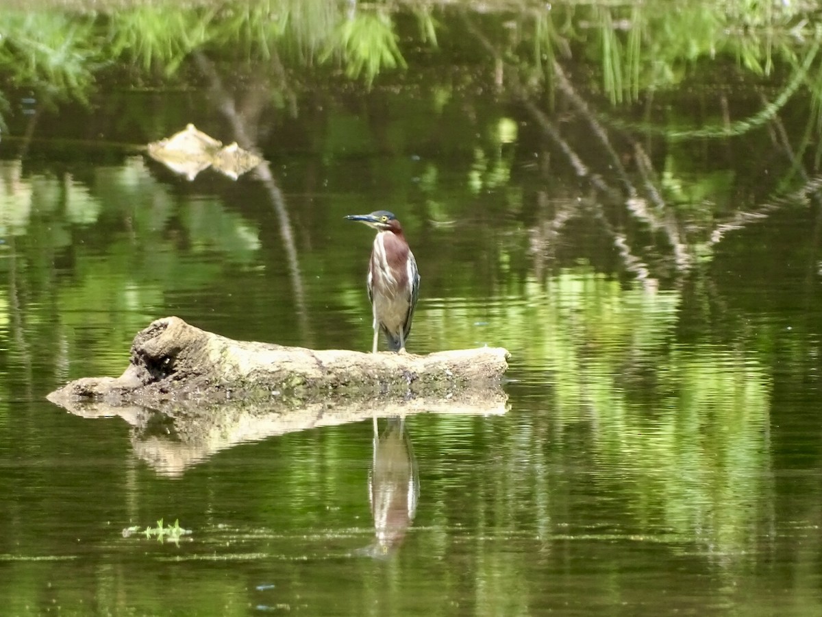 Green Heron - ML621973966