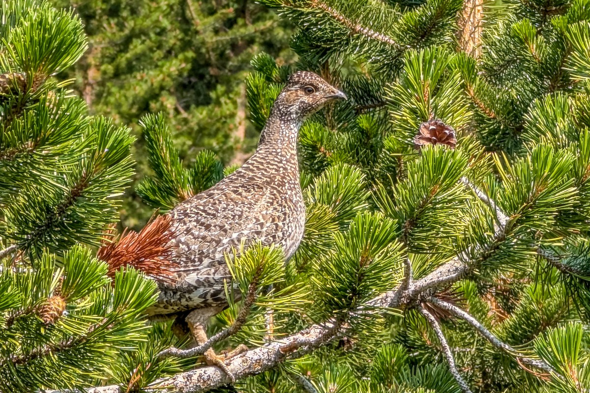 Sooty Grouse - Jeff Bleam