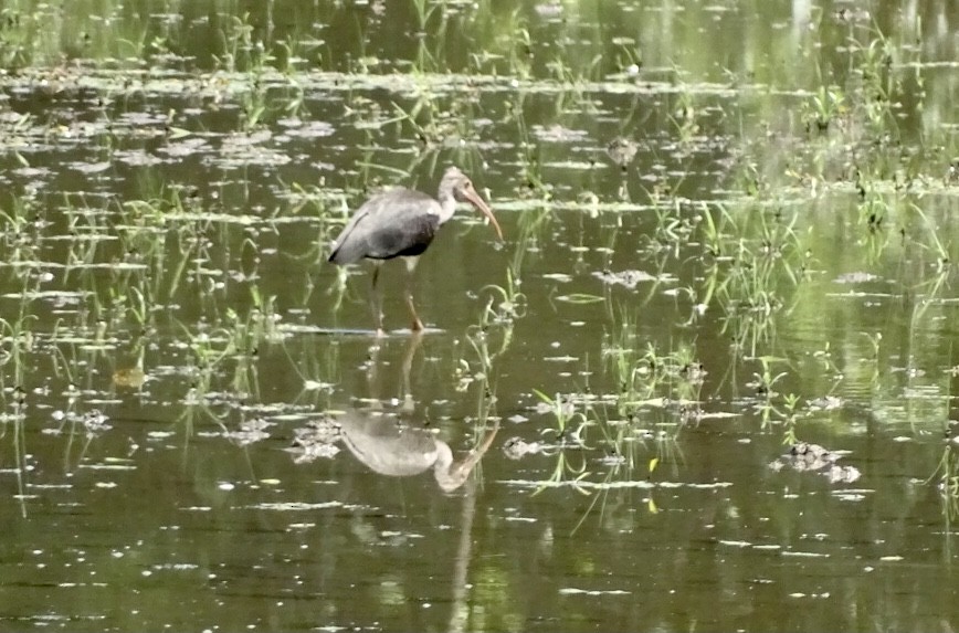 White Ibis - ML621974004