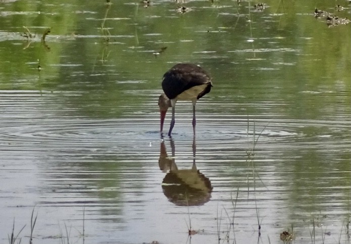 White Ibis - ML621974005