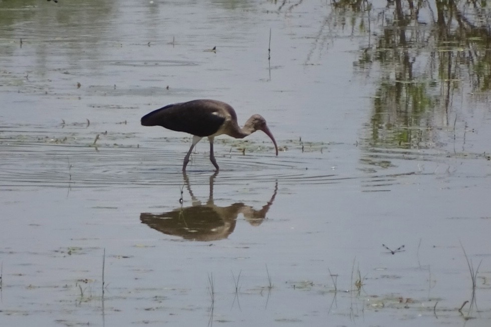 White Ibis - ML621974006