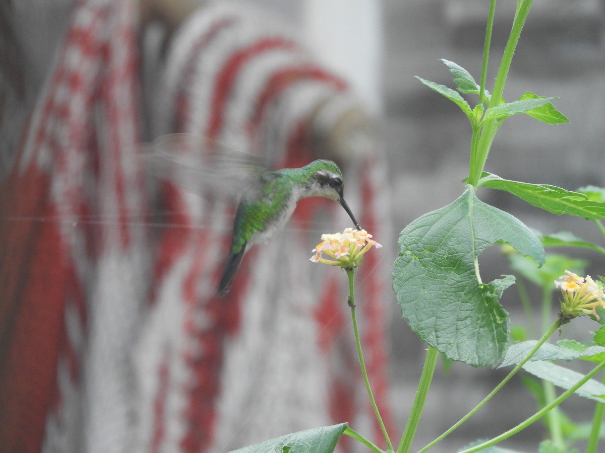 Garden Emerald - ML621974007