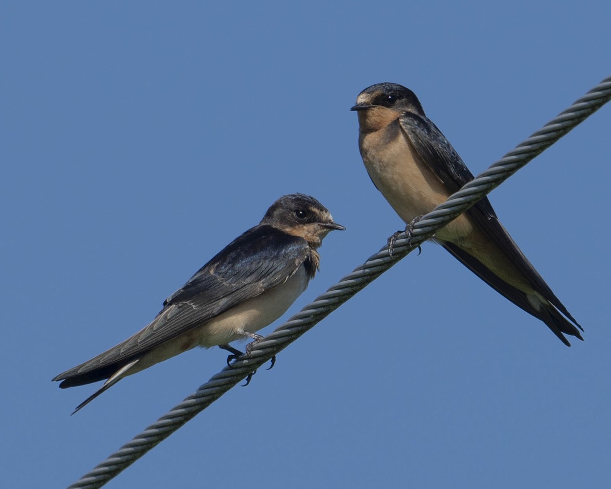 Barn Swallow - Gary Hofing