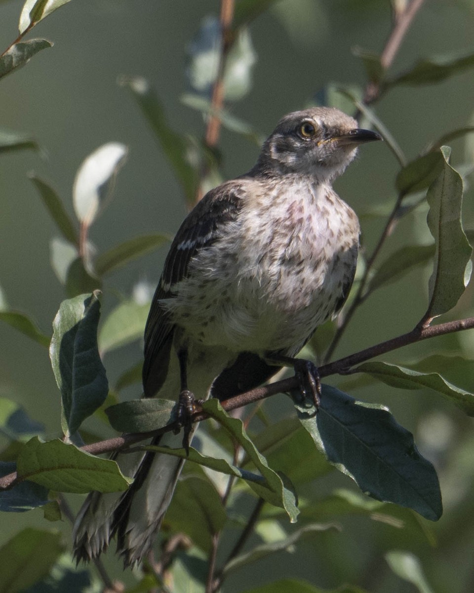 Northern Mockingbird - ML621974031