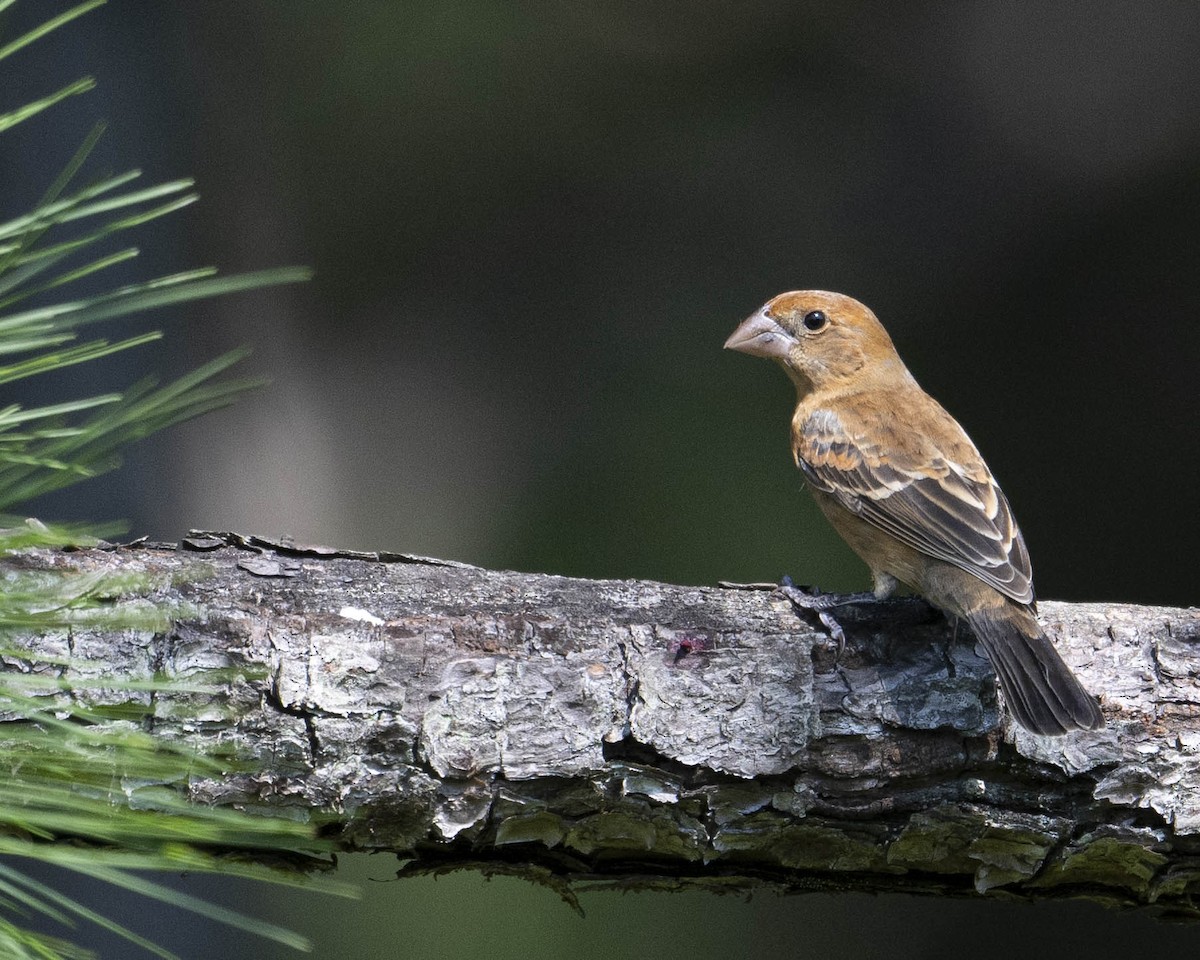 Blue Grosbeak - ML621974032