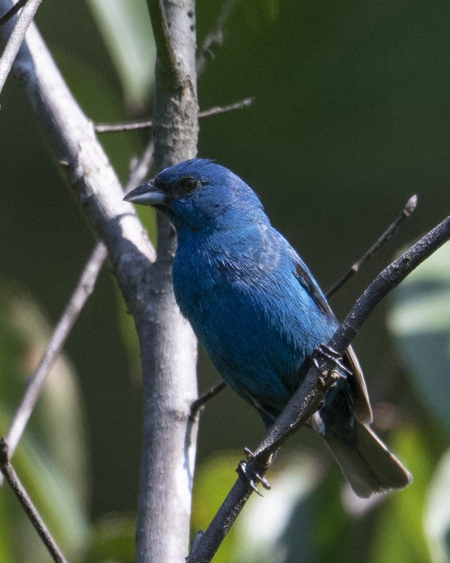 Indigo Bunting - ML621974035