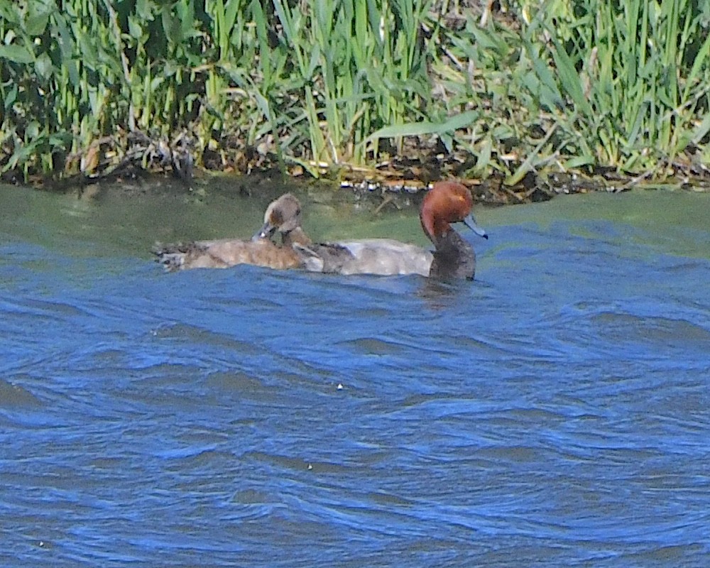 Redhead - ML621974045