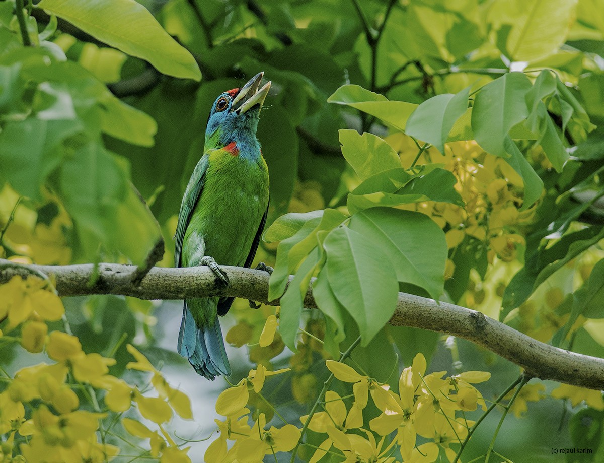 Blue-throated Barbet - ML621974056