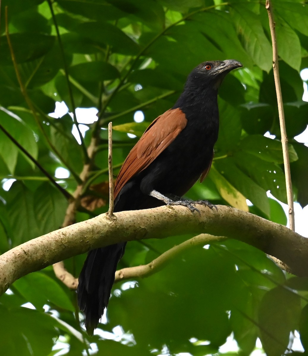 Greater Coucal - ML621974059