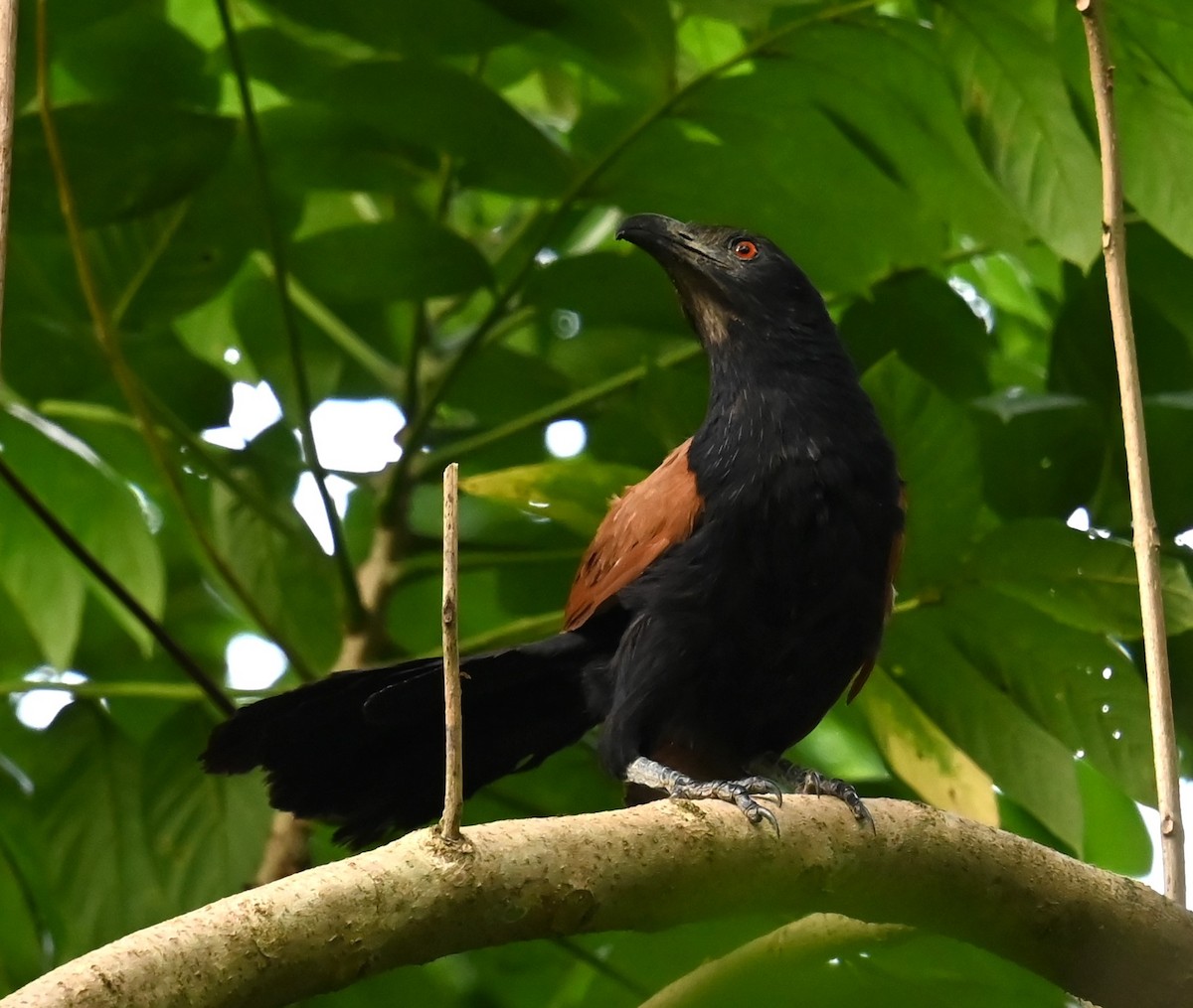 Greater Coucal - ML621974060