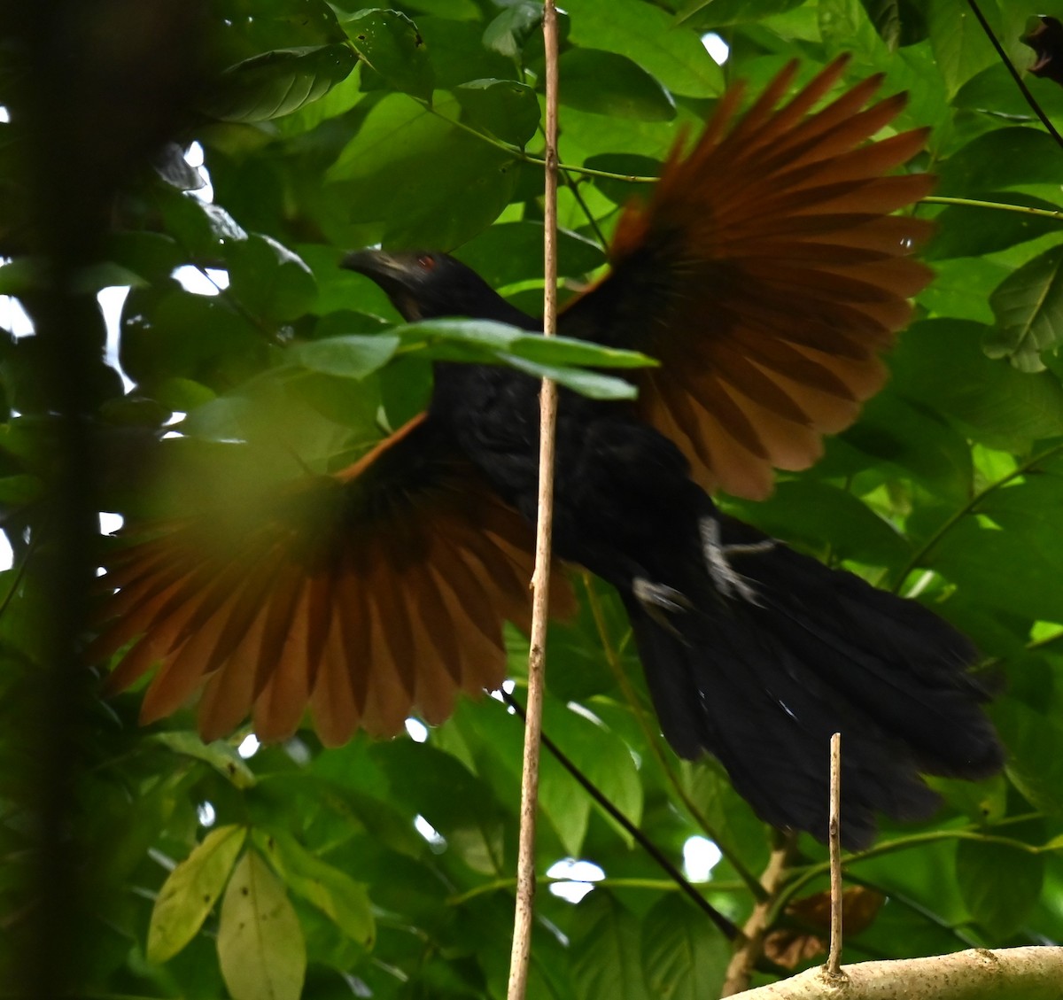 Greater Coucal - ML621974062