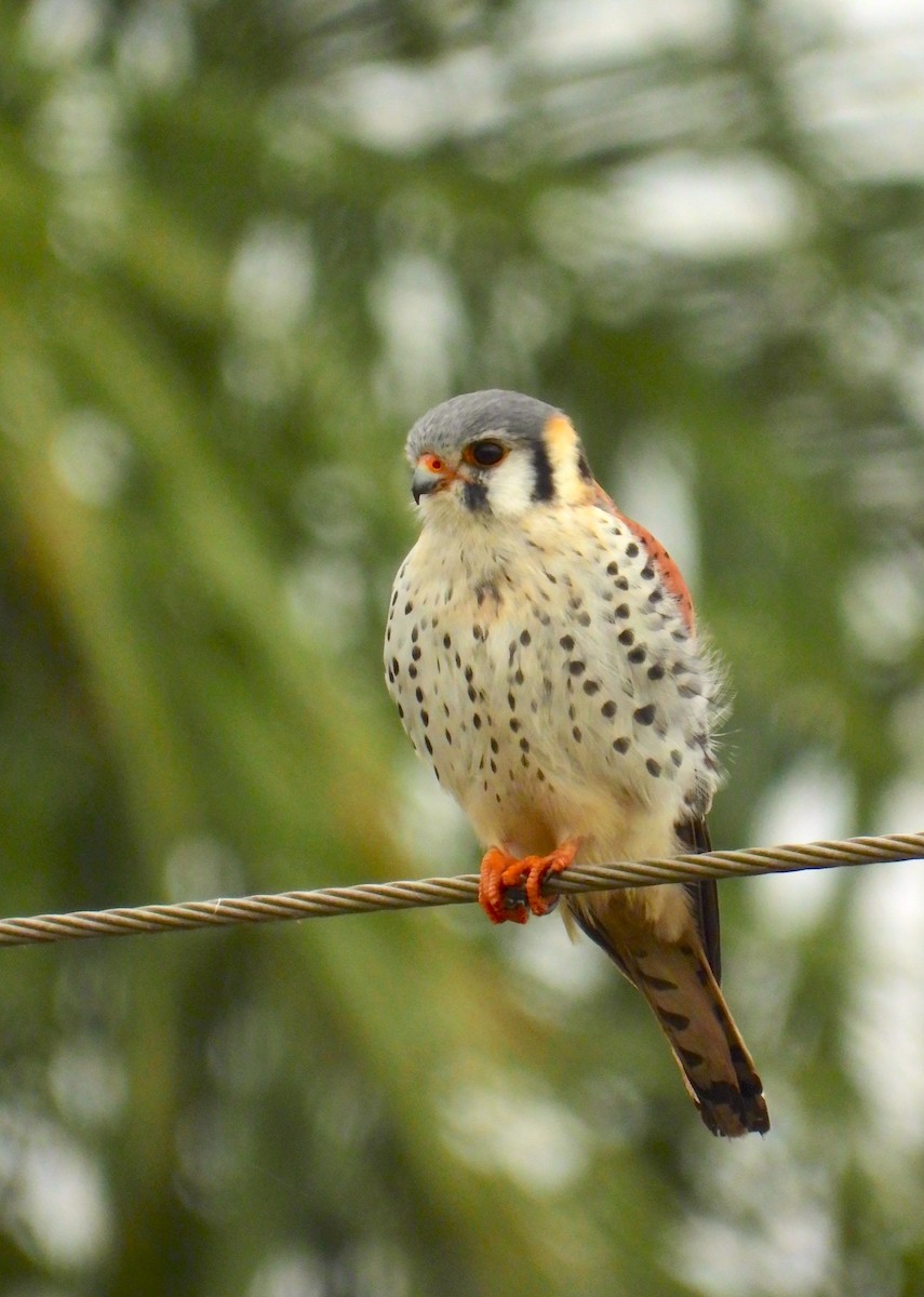 American Kestrel - ML621974086