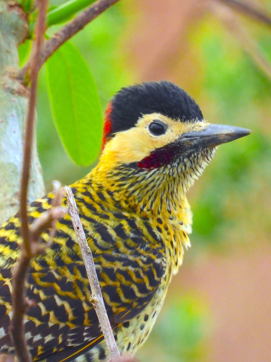 Green-barred Woodpecker - Horacio Matarasso /  Buenos Días Birding